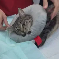کولار الیزابت بالشتی طبی