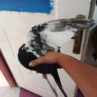 کفتر|پرنده|فردیس, شهرک سپاه|دیوار