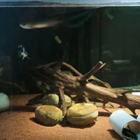 آکواریوم ۱۰۰ در ۱۰۰ در ۵۰ با فیلتر سطلی|ماهی|خرم‌آباد (تنکابن), |دیوار