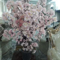 درختچه ۱متری نو