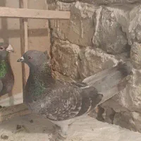 پولکی|پرنده|مشهد, کشف|دیوار