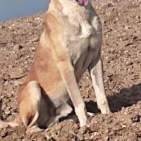 سگ‌ سرابی‌‌