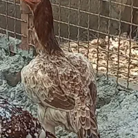 تخم مرغ لاری