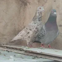 سرور|پرنده|شیراز, سجادیه|دیوار