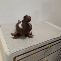 ککلیی ماده الابوغاز کزن هست