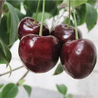 سیب فرانسه زود رس