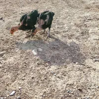 جوجه محلی|حیوانات مزرعه|زابل, |دیوار