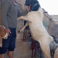بزغاله یک سال