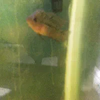 ماهی فلاور|ماهی|قم, علی آباد سعدگان|دیوار