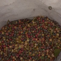 گنوشک .یا پسته کوهی امروز