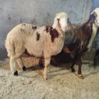 میش و بره نر پلنگی