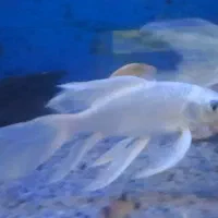 ماهی کوی پلاتینیوم شورت بادی وارداتی|ماهی|اهواز, پادادشهر|دیوار