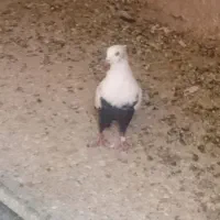 کفتردم سیاه نر به شرط هوا مرودشت