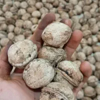 گردو نیمه خشک