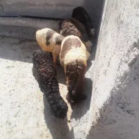 فروش ۲۰راس بره نر درجه یک