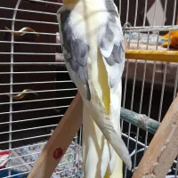 عروس هلندی سخنگو و آواز خوان