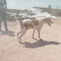 سگ دهان پاک