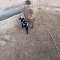 میش زاییده|حیوانات مزرعه|تربت جام, جامرود|دیوار