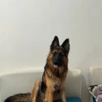 سگ ژرمن اصیل