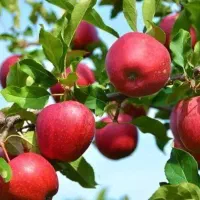 خرید نهال سیب