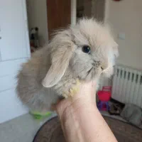 خرگوش مینی لوپ نسکافه ای|موش و خرگوش|کرج, کرج نو|دیوار