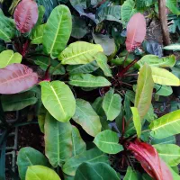 انواع گلهای اپارتمانی فروش بدلیل تغییر شغل|گل و گیاه طبیعی|لاهیجان, لیالستان|دیوار