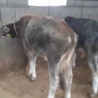 مرکزتهیه گوساله دورگ محلی و گیل دورگ|حیوانات مزرعه|پیشوا, |دیوار