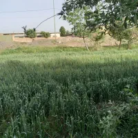 یک هکتار زمین کشاورزی دیوار به دیوار شهرک صنعتی|فروش دفتر صنعتی، کشاورزی، تجاری|سیلاخور, |دیوار