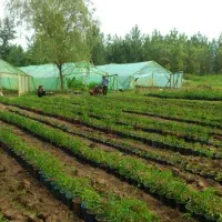 تهاتر زمین مسکونی باغی و گلخانه 7175 متری - لنگرود