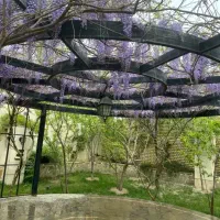 نیرو خانم و آقا