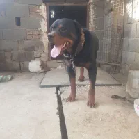 سگ روتوایلر
