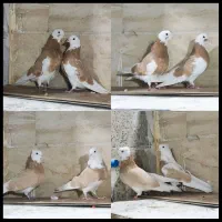 کفتر کبوتر شازده زرد اصیل تهران دماغ برداشته۲۰طوق|پرنده|تهران, دولاب|دیوار