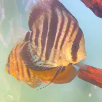 دیسکس وارداتی مولد و یک عدد ماهی کوی نژاد دار