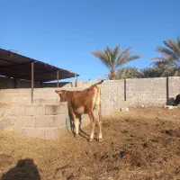 سلام گوساله جرسی اصل بخور