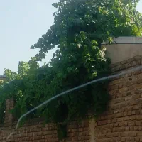 خریدوفروش غوره و آبغوره طعبیی