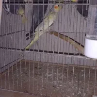 عروس هلندی سالم وزیبا|پرنده|آمل, |دیوار