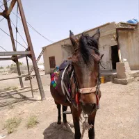 اسب