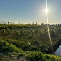 زمین کشاورزی ۳۱۰۰ متری فول امکانات