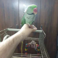 شاه طوطی طوطی اسکندر