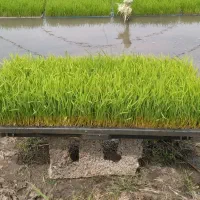 تیم آماده نشا جمشید جو