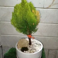 کاج بنسای کامیس