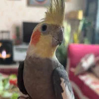 پرنده عروس