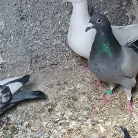 5عدد کبوتر پرشی