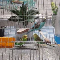 ۴عددمرغ عشق با قفس