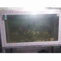 آکواریوم بزرگ با پایه|ماهی|قزوین, |دیوار