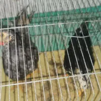 فروش مرغ و خروس|حیوانات مزرعه|جم, |دیوار