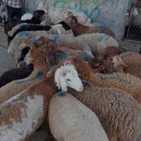 گوسفند خونی در تمام نقاط مشهد قصاب خوش قول