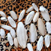 کف دریا ( کلسیم پرنده )