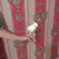 عروس هلندی نزاد لوتینو ماده بالغ جوجه داده