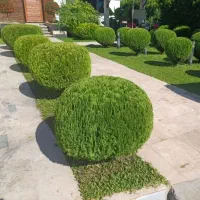 خدمات باغبانی وهرس درختان|خدمات باغبانی و درختکاری|آمل, |دیوار